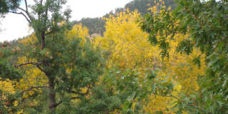 Furnished,  SHort-Mid term, All Inclusive one Bedroom /one bathroom with den, view of Flatirons block off Pearl, Gallery 22