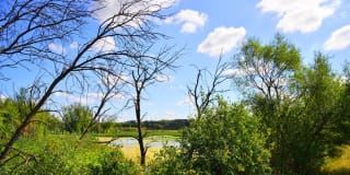 Silver Pines Gallery 13