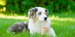 Fox Ridge Apartments Gallery 11