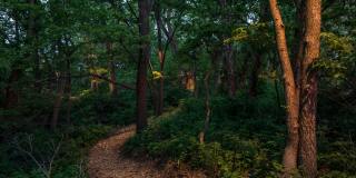 The Bungalows on the Lake - The View Gallery 363