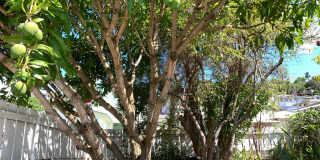 Liliha: 2 Bed, 1 Bath + Den Duplex w/ 1 Parking Spot - Includes Utilities! Gallery 10