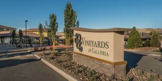 Vineyards at Galleria Gallery 1