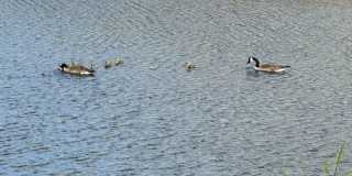 2 Bedroom, 2 Bathroom Lower Available Gallery 4