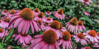 Ridgeleigh at Van Dorn Gallery 10