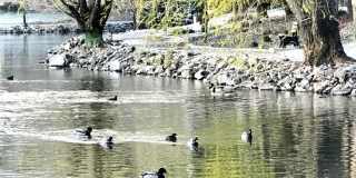 1 Bedroom Condo for Rent South Reno (Donner Creek Village) Gallery 19