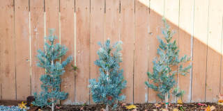 Prime Old Town Orange location Gallery 25