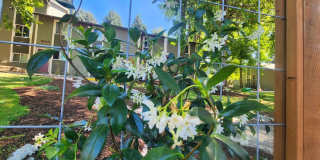 The Vineyards at Gaarde Gallery 1