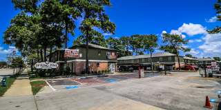 Spring Pine Gallery 12