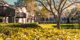 Palm Trace Palm Trace Gallery 1