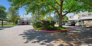 Sugar Pine Gallery 28