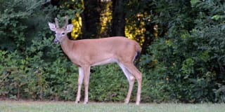 Glenlake Apartments Gallery 16