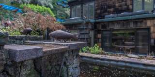 Stunning Architectural Masterpiece! 5BR+Yoga Studio/4.5BA! Ross! Views! Pool! Pet! Waterfalls!  PROGRESSIVE Gallery 14