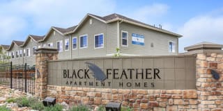 Black Feather Gallery 31