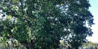 FURNISHED LUXURY 3 Br 3 Ba RENTAL NEAR DOWNTOWN ST PETERSBURG, FL Gallery 16