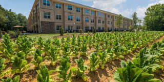 Davis Gardens Gallery 35