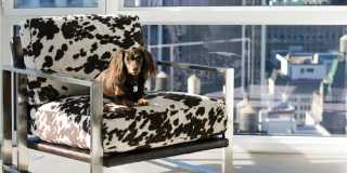 The Dylan The Dylan Gallery 3