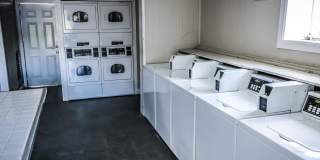 Spring Pine Gallery 15