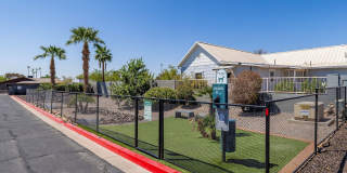 Lion Tempe Gallery 16