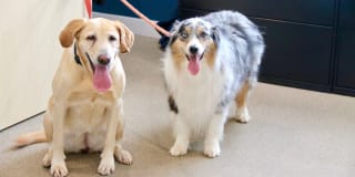 Broadleaf Boulevard Gallery 3