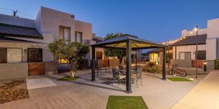 Lion Tempe Gallery 37