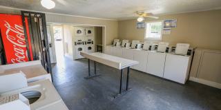 Spring Pine Gallery 6