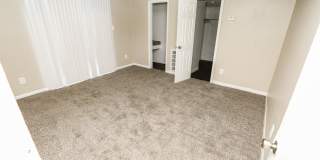 Spring Pine Gallery 3