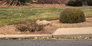 Three Bedroom Home-Pets Negotiable Gallery 7