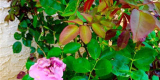 5246 Calderon Road Gallery 24