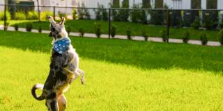 Isla Palmetto Gallery 40