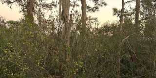 8807 WHITE SAGE LOOP Gallery 4