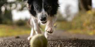 The Trails of White Rock Gallery 33