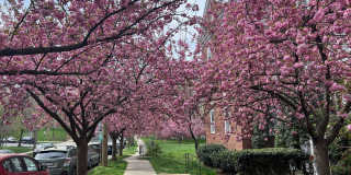 Updated 1BR in Inconic McLean Gardens Available mid-February! Updated 1BR in Inconic McLean Gardens Available mid-February! Gallery 1