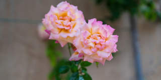 Gorgeous 5 Bedroom Home with sweeping views and pool Gallery 50