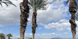 392 Desert Holly Drive Gallery 23