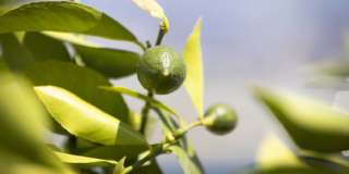 Vivo on Harbor Gallery 34