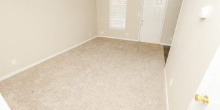 Spring Pine Gallery 8