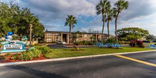 Sea Oats Sea Oats Gallery 65