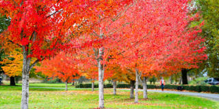 The Piper Gallery 17