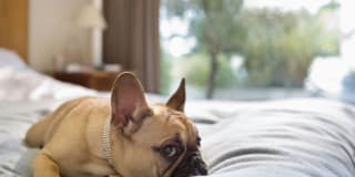 Avalon Dogpatch Gallery 32