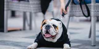 Allure by Windsor Gallery 42