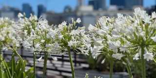 Queen Anne Flats Gallery 21