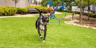 Cortland at Phipps Plaza Gallery 23