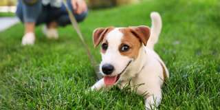 Homecoming at The Resort Apartments Gallery 64