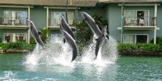 2bd/2ba Home w/Private Pool, Upscale decor, & Near Kahala Beach. Kahala Cottage Gallery 27