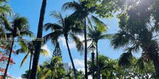 251 Galen Dr cu-101E, Key Biscayne, FL 33149 Gallery 5