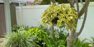 Welcome home to Kehalani Gardens Gallery 3
