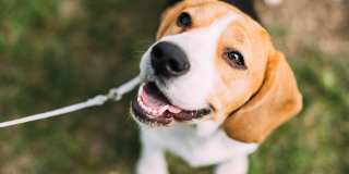 Palisades Gallery 15