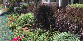 111 Tarocco Gallery 2