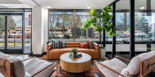 Elm at Panorama Gallery 34