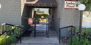 142 - Amber Pines Gallery 1